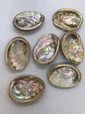 Abalone Sea Shell 3" - 3.5" - For Smudging, Burning Sage Sticks, Incense, Crafts, Display etc