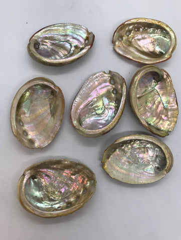 Abalone Sea Shell 3" - 3.5" - For Smudging, Burning Sage Sticks, Incense, Crafts, Display etc
