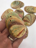 Abalone Sea Shell 3" - 3.5" - For Smudging, Burning Sage Sticks, Incense, Crafts, Display etc