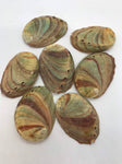 Abalone Sea Shell 3" - 3.5" - For Smudging, Burning Sage Sticks, Incense, Crafts, Display etc