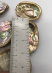 Abalone Sea Shell 3" - 3.5" - For Smudging, Burning Sage Sticks, Incense, Crafts, Display etc