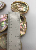 Abalone Sea Shell 3" - 3.5" - For Smudging, Burning Sage Sticks, Incense, Crafts, Display etc