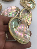 Abalone Sea Shell 3" - 3.5" - For Smudging, Burning Sage Sticks, Incense, Crafts, Display etc