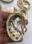 Abalone Sea Shell 3" - 3.5" - For Smudging, Burning Sage Sticks, Incense, Crafts, Display etc