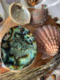 3-7 IN  Green Abalone Sea Shell ,Incense burner, Sea Shell, Chameleon Abalone Shell, Wholesale Abalone Shell