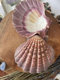 3-7 IN  Green Abalone Sea Shell ,Incense burner, Sea Shell, Chameleon Abalone Shell, Wholesale Abalone Shell