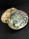 3-7 IN  Green Abalone Sea Shell ,Incense burner, Sea Shell, Chameleon Abalone Shell, Wholesale Abalone Shell