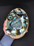 3-7 IN  Green Abalone Sea Shell ,Incense burner, Sea Shell, Chameleon Abalone Shell, Wholesale Abalone Shell
