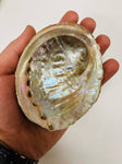 3-7 IN  Green Abalone Sea Shell ,Incense burner, Sea Shell, Chameleon Abalone Shell, Wholesale Abalone Shell