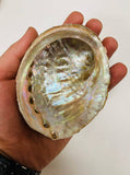 3-7 IN  Green Abalone Sea Shell ,Incense burner, Sea Shell, Chameleon Abalone Shell, Wholesale Abalone Shell