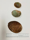 3-7 IN  Green Abalone Sea Shell ,Incense burner, Sea Shell, Chameleon Abalone Shell, Wholesale Abalone Shell