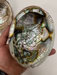3-7 IN  Green Abalone Sea Shell ,Incense burner, Sea Shell, Chameleon Abalone Shell, Wholesale Abalone Shell