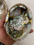 3-7 IN  Green Abalone Sea Shell ,Incense burner, Sea Shell, Chameleon Abalone Shell, Wholesale Abalone Shell