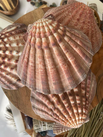 LIONS PAW SHELL 5-7 inch very high quality hand picked Wholesale prices ,Shipped out next day perfect for incense burning , Jewelery holder.