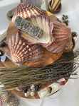 LIONS PAW SHELL 5-7 inch very high quality hand picked Wholesale prices ,Shipped out next day perfect for incense burning , Jewelery holder.