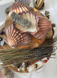 LIONS PAW SHELL 5-7 inch very high quality hand picked Wholesale prices ,Shipped out next day perfect for incense burning , Jewelery holder.