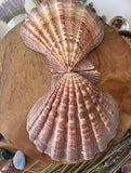 LIONS PAW SHELL 5-7 inch very high quality hand picked Wholesale prices ,Shipped out next day perfect for incense burning , Jewelery holder.
