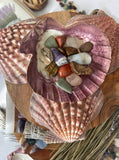 LIONS PAW SHELL 5-7 inch very high quality hand picked Wholesale prices ,Shipped out next day perfect for incense burning , Jewelery holder.