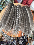 Natural Turkey Feathers, Smudging Feathers,  Feathers For Smudging or Decoration, Ethically sourced feathers, Spiritual Feathers.