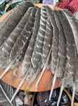 Natural Turkey Feathers, Smudging Feathers,  Feathers For Smudging or Decoration, Ethically sourced feathers, Spiritual Feathers.
