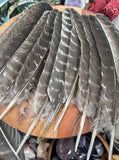 Natural Turkey Feathers, Smudging Feathers,  Feathers For Smudging or Decoration, Ethically sourced feathers, Spiritual Feathers.