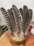 Natural Turkey Feathers, Smudging Feathers,  Feathers For Smudging or Decoration, Ethically sourced feathers, Spiritual Feathers.