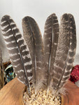 Natural Turkey Feathers, Smudging Feathers,  Feathers For Smudging or Decoration, Ethically sourced feathers, Spiritual Feathers.