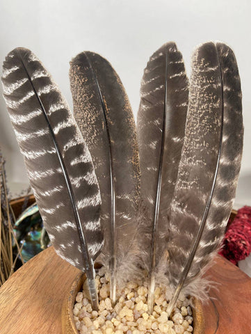 Natural Turkey Feathers, Smudging Feathers,  Feathers For Smudging or Decoration, Ethically sourced feathers, Spiritual Feathers.
