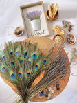 USA Natural PEACOCK FEATHERS, 10" - 12" Big Eye Natural Peacock Tail, Iridescent Peacock Tail, Iridescent Peacock Eye Tail, Peacock Eye Tail