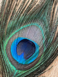 USA Natural PEACOCK FEATHERS, 10" - 12" Big Eye Natural Peacock Tail, Iridescent Peacock Tail, Iridescent Peacock Eye Tail, Peacock Eye Tail