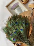 USA Natural PEACOCK FEATHERS, 10" - 12" Big Eye Natural Peacock Tail, Iridescent Peacock Tail, Iridescent Peacock Eye Tail, Peacock Eye Tail