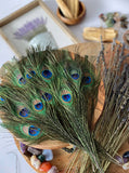 USA Natural PEACOCK FEATHERS, 10" - 12" Big Eye Natural Peacock Tail, Iridescent Peacock Tail, Iridescent Peacock Eye Tail, Peacock Eye Tail
