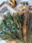 USA Natural PEACOCK FEATHERS, 10" - 12" Big Eye Natural Peacock Tail, Iridescent Peacock Tail, Iridescent Peacock Eye Tail, Peacock Eye Tail