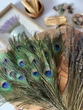 USA Natural PEACOCK FEATHERS, 10" - 12" Big Eye Natural Peacock Tail, Iridescent Peacock Tail, Iridescent Peacock Eye Tail, Peacock Eye Tail