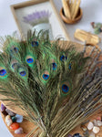 USA Natural PEACOCK FEATHERS, 10" - 12" Big Eye Natural Peacock Tail, Iridescent Peacock Tail, Iridescent Peacock Eye Tail, Peacock Eye Tail