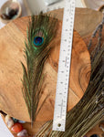 USA Natural PEACOCK FEATHERS, 10" - 12" Big Eye Natural Peacock Tail, Iridescent Peacock Tail, Iridescent Peacock Eye Tail, Peacock Eye Tail