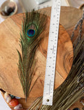 USA Natural PEACOCK FEATHERS, 10" - 12" Big Eye Natural Peacock Tail, Iridescent Peacock Tail, Iridescent Peacock Eye Tail, Peacock Eye Tail